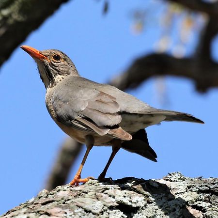 Birds Babble Self Catering Hotel Mbombela Exterior photo