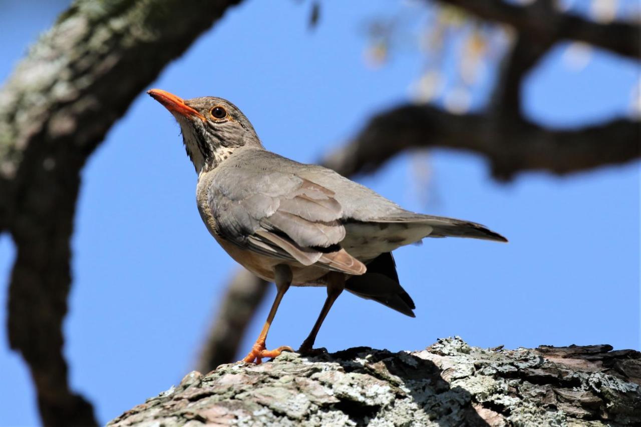 Birds Babble Self Catering Hotel Mbombela Exterior photo