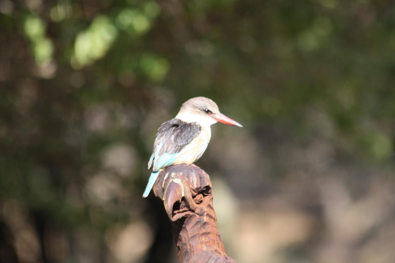 Birds Babble Self Catering Hotel Mbombela Exterior photo